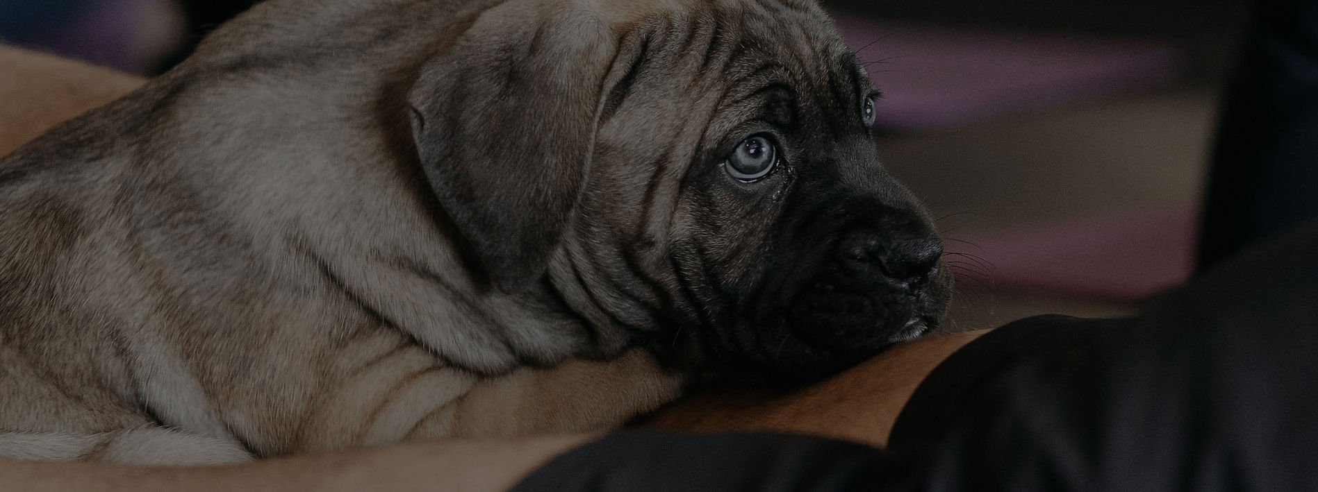Puppy Yoga in Perth