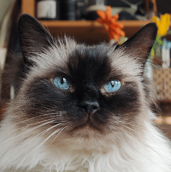 Screenshot 2025-11-27 at 4.16.08 PM-3